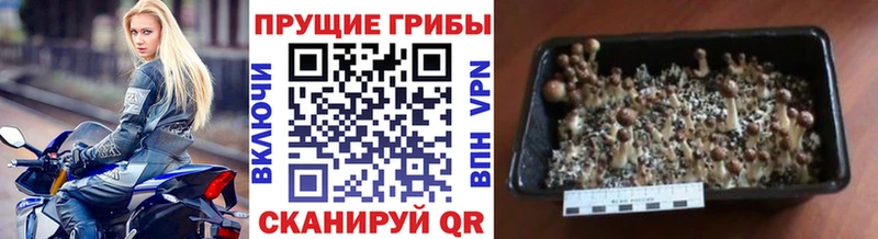 Псилоцибиновые грибы MAGIC MUSHROOMS  Купить закладки  Дедовск 
